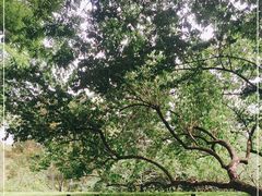 -元大都城垣遗址公园