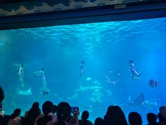 -烟台海昌鲸鲨海洋公园