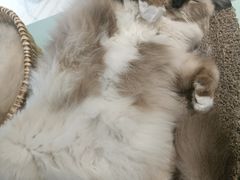 -怪兽屋·羊驼·猫咖·狗咖(俊华广场店)