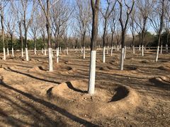 -永定河休闲森林公园