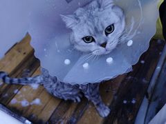 -喵百万·布偶·蓝金金渐层英短·猫舍(百子湾店)
