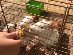 -前小桔亲子创意农场·草莓采摘·露营烧烤