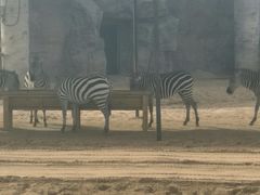 -鄂尔多斯野生动物园