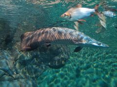 -上海海洋水族馆