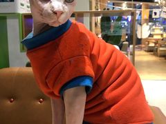 -藏猫猫咖啡主题馆(中央大道店)