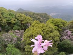 -梧桐山风景名胜区