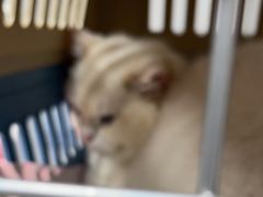 -瑞派康怡24h宠物医院·犬猫医疗中心·微创绝育(瑞景分院)