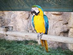 -西霞口神雕山野生动物世界