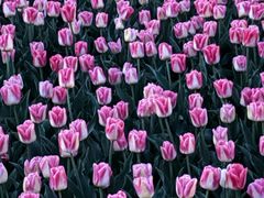 -玄武湖景区-情侣园游乐场