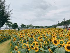 -野狸岛