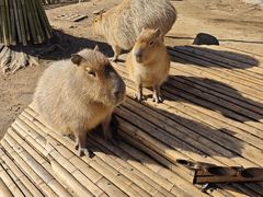 -合肥野生动物园
