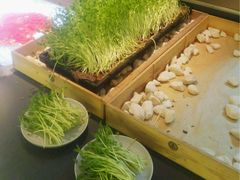 有机豆苗-夫妻肺片·中华老字号·正宗川菜(春熙路店)