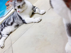-老吴的猫·猫舍(新区店)