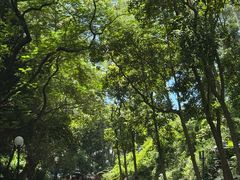 -莲花山公园