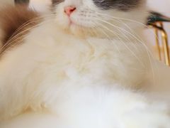 -飞行喵MR PILOT|猫舍·猫咖(静安大融城店)