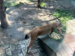 -青藏高原野生动物园