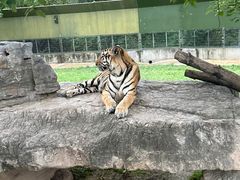 -上海野生动物园