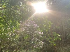 -花岩国家森林公园