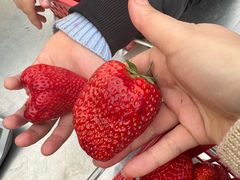 -大自然农场蔬菜草莓采摘园