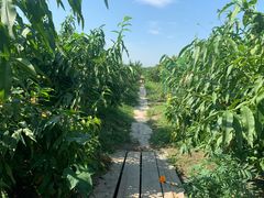 -樂桃源奉贤黄桃种植采摘基地