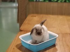 -藦茜花园宠物主题亲子互动体验馆(国顺东路店)