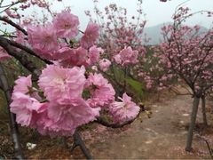 iphone_upload_pic-天适樱花悠乐园