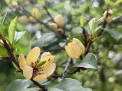 -上海佘山国家森林公园西佘山园