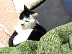 -艾贝尔宠物医院·24H转诊中心·肿瘤猫专科(江宁双龙店)
