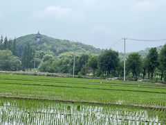 -上海佘山国家森林公园天马山园