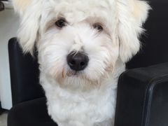 -喵宠乐园·撸猫互动·猫舍