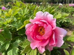 -合肥三国新城遗址公园