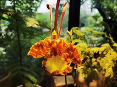 -自由生长植物工作室(深港花卉中心店)
