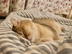 -猫大福·Fortune Cat猫舍(百子湾店)