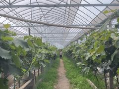 -马陆小张葡萄园农家乐