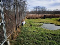 -钏路市丹顶鹤自然公园