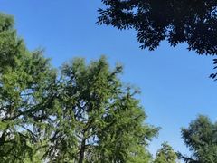 -南汇新城城市公园