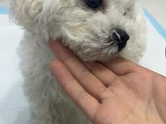 -pd派德宠物中心医院24H急重症·眼科中心·血液透析中心(嵩山北路店)