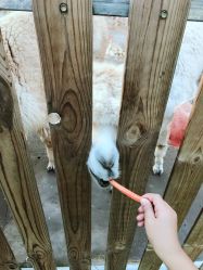 -萌宠亲子动物乐园(槐房万达店)