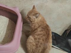 -瑞派·关忠动物医院·猫专科·犬专科(三环新城店)