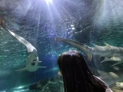 -悉尼海洋生物水族馆