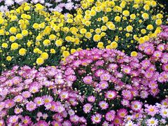 -溪岸路花鸟市场