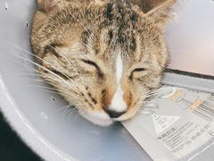 -荔康动物医院(康王北路店)