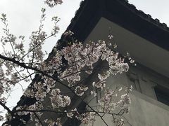 -武汉大学-樱园