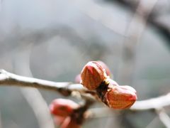 -北京鹫峰国家森林公园