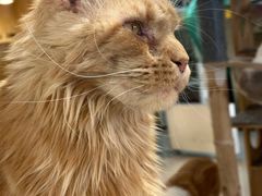 -平行世界·猫咖(首经贸店)