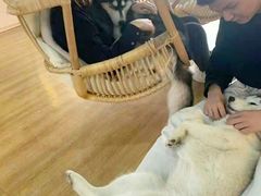 -Husky Go! 哈士奇体验馆·宠物咖啡厅狗咖