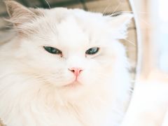 -瞄一喵猫咖(格力海岸店)