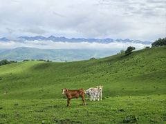-新疆那拉提国家旅游度假区