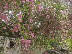 -深圳国际园林花卉博览园