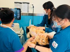 -康爱犬猫诊所·牙专科·骨外科·影像内科(丰宁店)